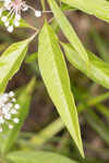 Swamp milkweed